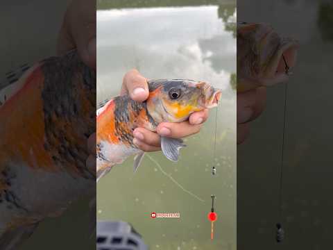 Fishing neighbor's dam Strike goldfish koi baboon😍 #maskoi