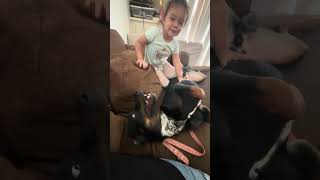 Video preview image #1 Rottweiler-Unknown Mix Puppy For Sale in Marina Del Rey, CA, USA