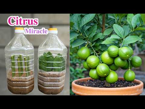 🌿Grow Your Lemon Tree from Cuttings and Leaves with This Proven Method