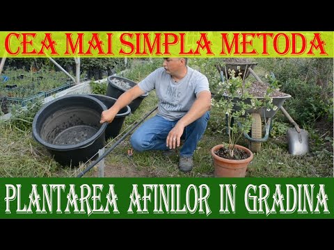 Asa se planteaza CORECT afinii - MARIN CONSTANTIN