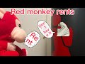 Red monkey rent (movie)
