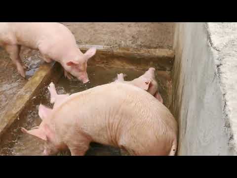 , title : 'Entretien des loges de la porcherie | Porcs et hygiène'