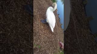 Swans giving birth