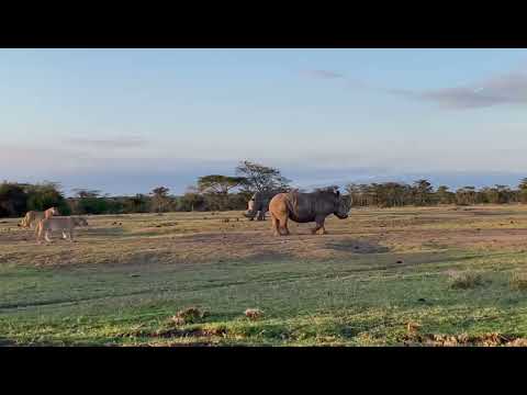 lions of olpejeta