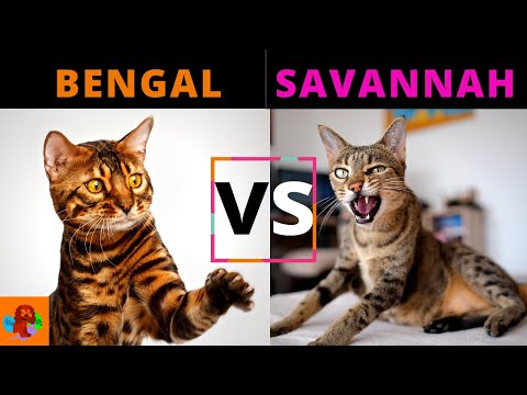 BENGAL CAT VS SAVANNAH CAT (Breed Comparison) Which one should you choose?