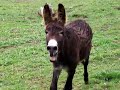 Alkaline Got Caught Fucking A Donkey