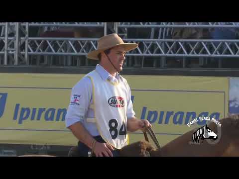 Harmonia temprano no freio de Ouro 2016 - Andadura/Figura/VSP/Esbarrada