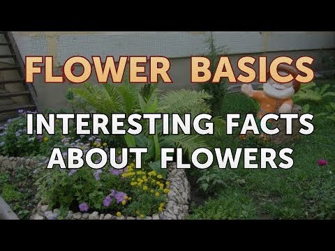 How to Get More Canna Lily Blooms