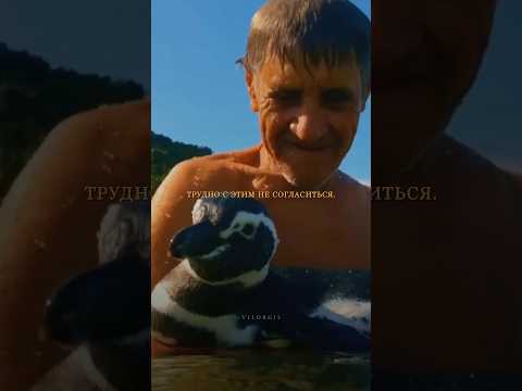 Самая невероятная дружба человека и пингвина.