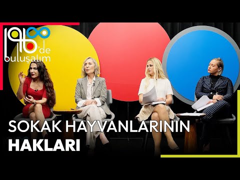 Sokak Hayvanlarının Hakları - 196Sekiz Ekstra | 196Sekiz'de Buluşalım