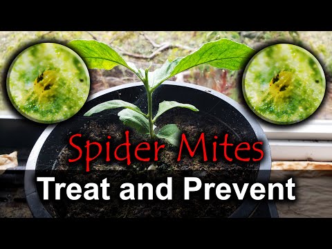 Spider Mites - 4 Ways To Naturally Get Rid Of Them