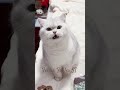 Cat Sound To Attract Cats Realistic Multiple Meows Kitten Funny Cats Meow Catworld Catlaughs