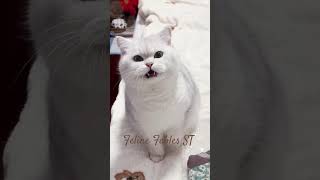 Cat sound to attract cats. realistic multiple meows/kitten - funny cats #meow #catworld #catlaughs
