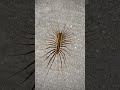 House centipedes 😃☣️⚠️ #animals #centipedes #house #wildlife #food #vlog #nature  #life
