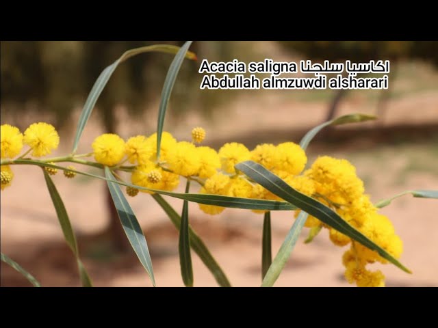 بذور اكاسيا سالجينا