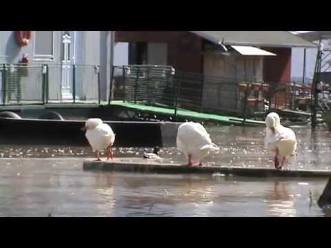 SAVA poplava blok-45 N.Bgd