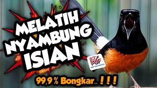 Download lagu 99,9% Mudah masuk ! MASTERAN MURAI BATU FULL ISIAN TEMBAKAN MEWAH‼️ mp3