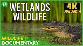 Australia’s Wetland Wildlife in 4K: Birds, Frogs, Snakes & Turtles Documentary