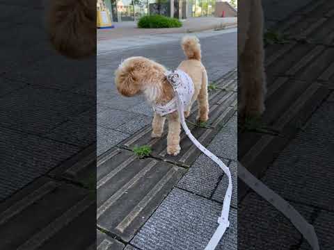 経営学科 地面を割って生えてる草を食べるトイプードル10ヶ月 #toypoodle #puppy #トイプードル