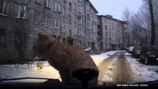 Смотреть онлайн Рыжий кот хорошо устроился на капоте автомобиля