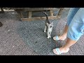 Grey Kitten And Orange Cat With Fluffy Tail Meowing For Food