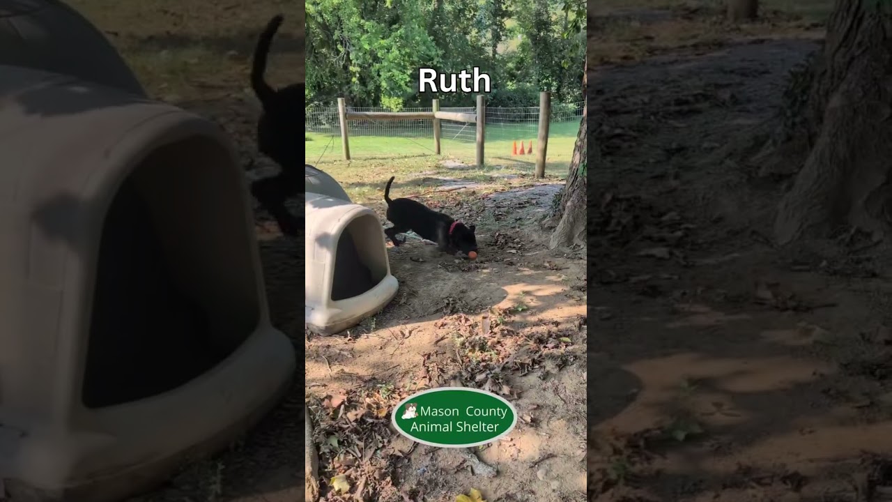 Enlarge Ruth, a Adoptable mixed breed in Maysville, KY video 3/3