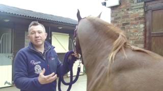 Equine Worms - Treatment and Control