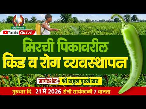 मिरची पिकावरील किड व रोग व्यवस्थापन