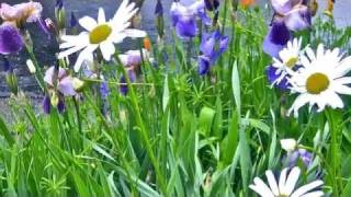 Spring Walk. by Kentaro Khara , music from Khac Chi ensemble