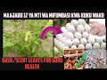 FAIDA 12 ZA MMEA WA MIFUMBASI KWA KUKU Benefits Of Basil Scent Leaves For Chicken