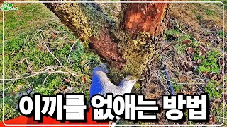 나무의 골칫거리 이끼 간단하게 제거하는 방법ㅣ나무관리ㅣpH관리