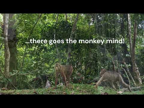 A Reflection for Vassa - The Monkey Mind