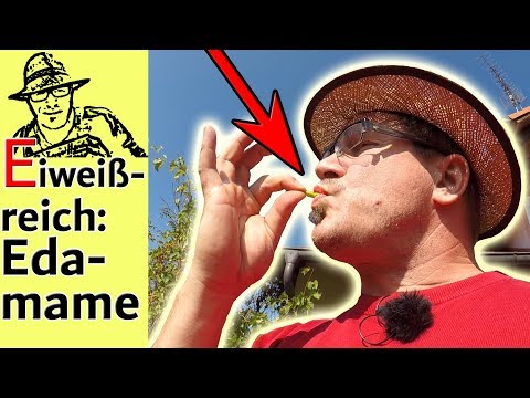 Sojabohnen (Edamame) selber anbauen im Garten mit Rezept