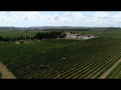 Verema Oriol Rossell