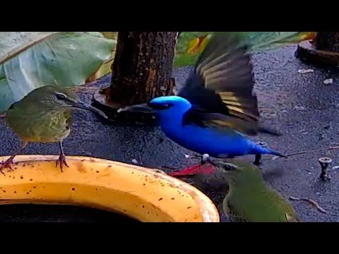 A Honeycreeper Convention in Costa Rica