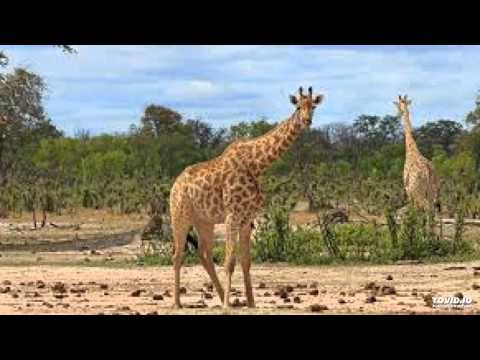 Metro Stars - Zvine Munyu Ndozvinei