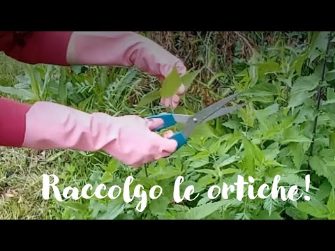 Raccolgo le ortiche per usarle in cucina