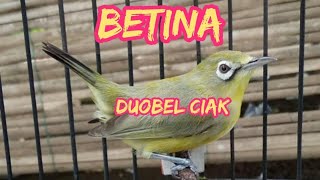 Download lagu Ciak Ciak Betina Bikin Si Jantan Emosi Tinggi mp3 Download lagu Ciak Ciak Betina Bikin Si Jantan Emosi Tinggi mp3