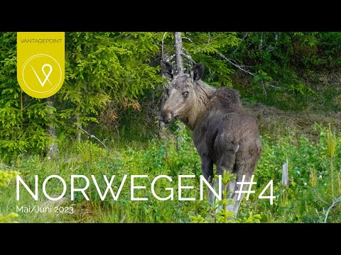 Norwegen Roadtrip 4/2023: Im Campervan durch die Telemark im Juni, grandiose Wanderungen mit Elch