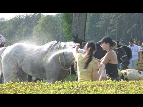 Shaman po dostihu -pro Julí