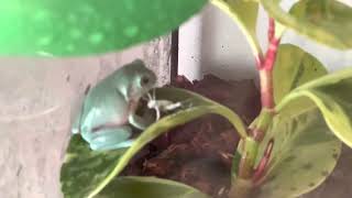 Blossom the frog eating
