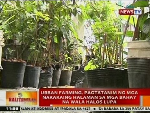 Slimming teas Kankuro Kung paano mangayayat tao alam sa paglipat ng mga lihim