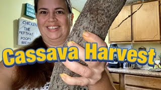 Cassava Harvest 2022 | How to Make Cassava Flour