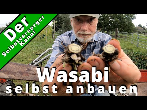 Grow real wasabi in your own garden