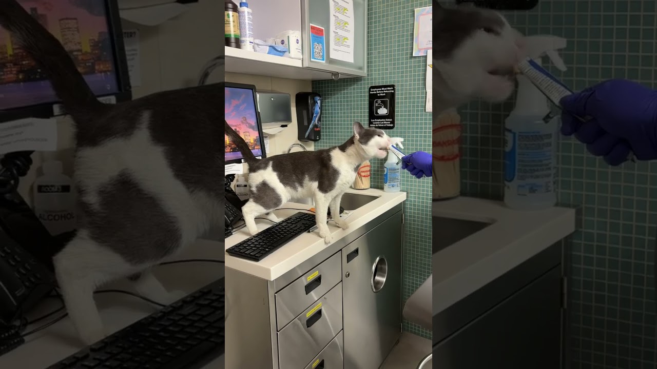 Bitty Bigmouth, a ADOPTABLE Domestic Short Hair in Brooklyn, NY video 3/3
