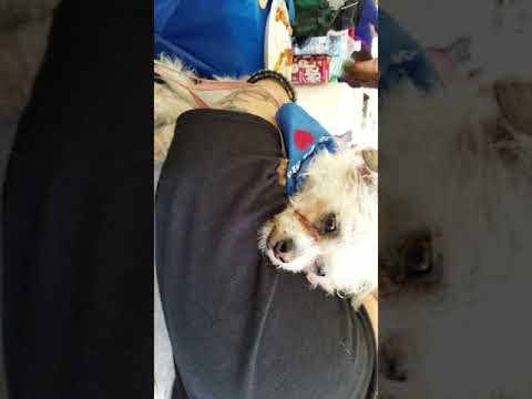 Pip's First NMR Annual Picnic!(20)