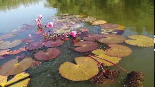 preview picture of video 'visit Prantik Lake bandorban'