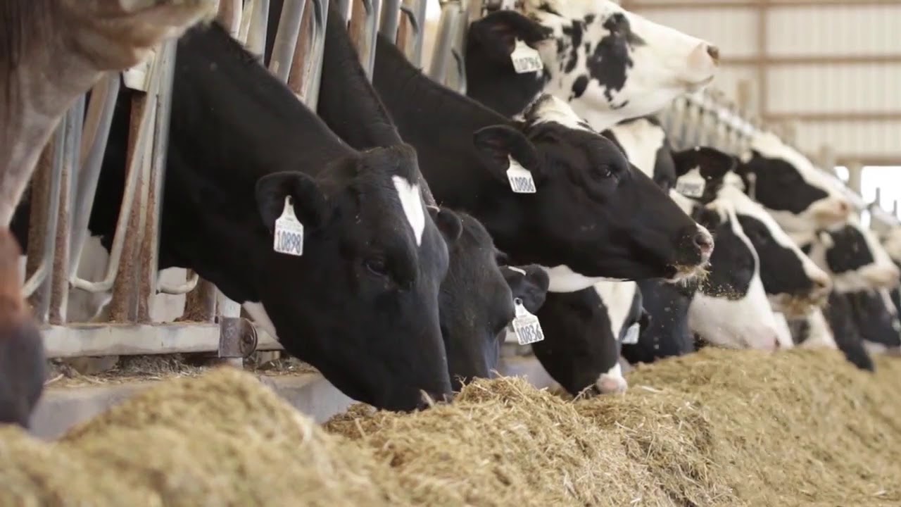 A Closer Look At Trace Minerals