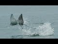Science in Action: Spotted Eagle Rays | California Academy of Sciences
