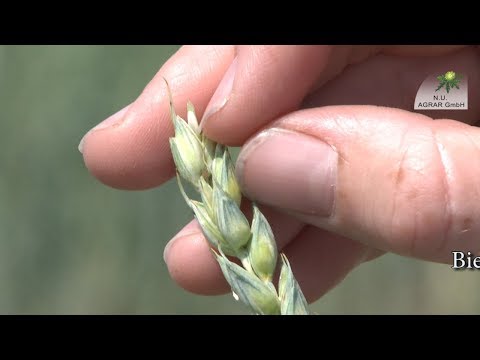 123. Feldexkursion: Schädlinge im Getreide und in Leguminosen